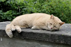 Domestic cat (Felis silvestris f)