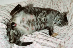 Domestic cat gives birth to kittens
