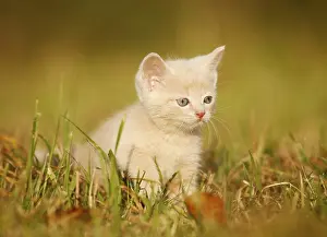 Domestic cat, kitten, 6 weeks, light red mackerel