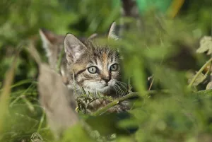 Domestic cat, kitten hiding in the bushes