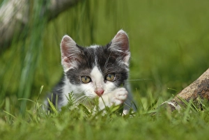 Domestic cat, kitten lying in the grass
