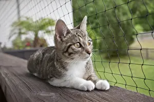 Domestic Cat is lying on a balcony in front of a net