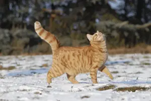 Domestic cat, male cat, red mackerel