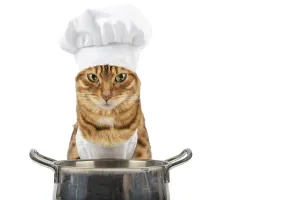 Domestic cat near an aluminum pan with food on a white background