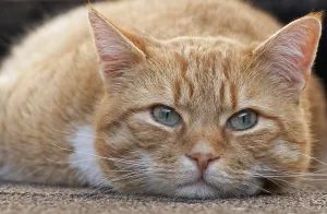 Domestic cat, orange tabby, male, Germany, Europe