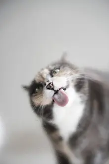 Domestic cat with outstretched tongue