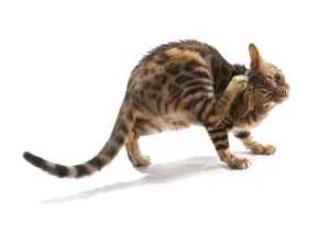 Domestic cat, Rosetted Bengal, adult
