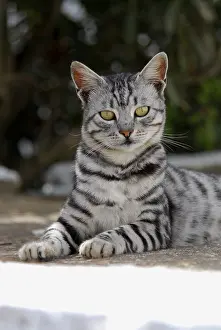 Domestic cat, Silver Tabby, portrait