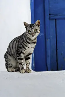 Domestic cat, Silver Tabby, sitting in front of a blue wooden door