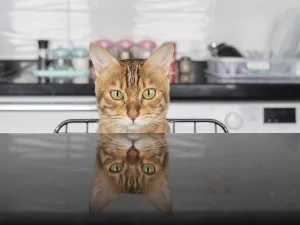 Domestic cat sits on a chair at the kitchen table