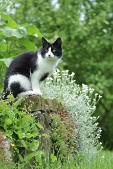 Domestic cat sitting on wall in garden