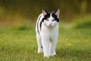 Domestic cat standing in a meadow