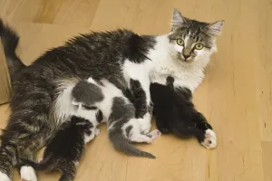 Domestic cat suckles kitten