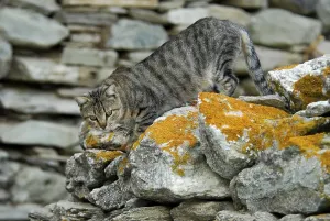 Domestic cat, tabby, climbing down from a wall