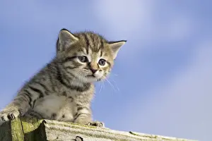 Domestic Cat, tabby kitten, exploring outdoors