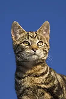 Domestic Cat, tabby, portrait, alert