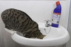 Domestic Cat, tabby and white, adult female