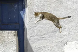Domestic cat taking a leap, Tinos Island