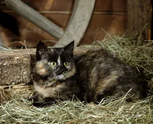 Domestic cat, tortie, hay