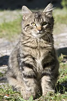 Domestic cat, Toscolano-Maderno