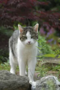 Domestic cat, White and Brown Tabby