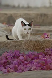 Domestic cat, White with Van markings