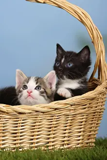 Domestic cats, kittens in basket