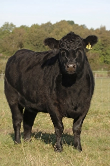 Domestic cattle, Aberdeen Angus