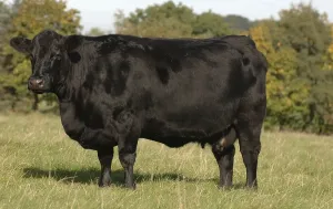 Domestic cattle, Aberdeen Angus