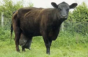 Domestic cattle, Aberdeen Angus