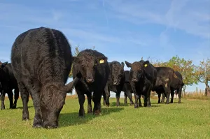 Domestic cattle, Aberdeen Angus