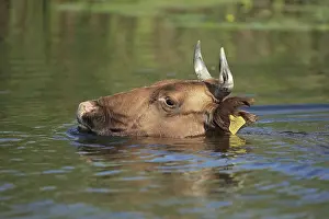 Domestic Cattle, adult, close-up of head