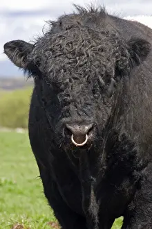 Domestic cattle, Belted Galloway