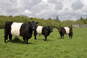 Domestic cattle, Belted Galloway