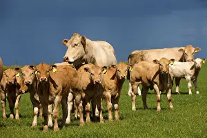 Domestic cattle, Blonde d'Aquitaine