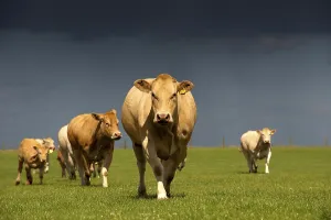 Domestic cattle, Blonde d'Aquitaine
