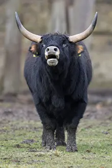 Domestic cattle (Bos primigenius)