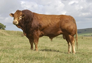 Domestic Cattle (Bos primigenius taurus)