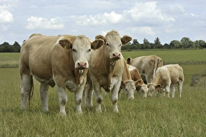 Domestic Cattle (Bos primigenius taurus)