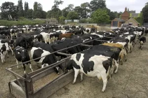 Domestic Cattle (Bos primigenius taurus)