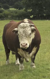 Domestic Cattle (Bos primigenius taurus)