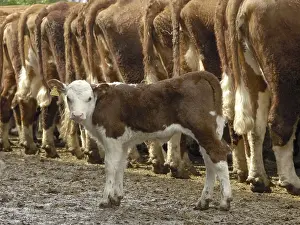Domestic Cattle (Bos primigenius taurus)