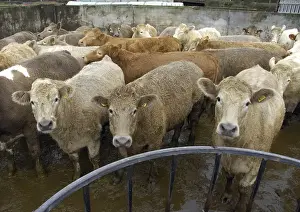 Domestic Cattle (Bos primigenius taurus)