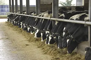 Domestic Cattle (Bos primigenius taurus)