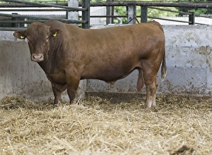 Domestic Cattle (Bos primigenius taurus)