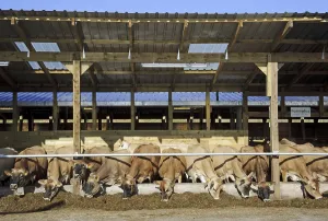 Domestic Cattle (Bos primigenius taurus)