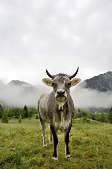Domestic Cattle (Bos primigenius taurus) on an alpine meadow
