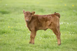 Domestic Cattle (Bos primigenius taurus) calf standing on a pasture
