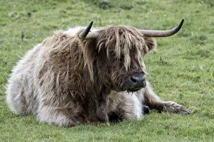 Domestic cattle (Bos taurus) lying in pasture