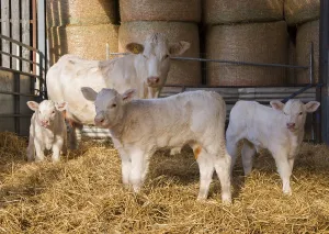 Domestic cattle, Charolais cow and calves